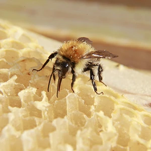 abeille-lechage