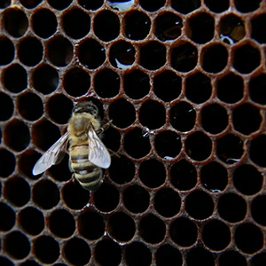 abeille-sur-cadre