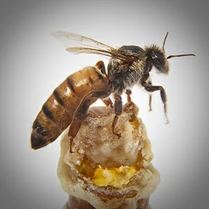 reine-abeille